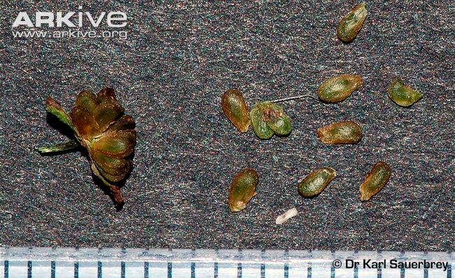 common water-plantain